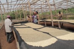 Guatemalan Coffee 2017 Champion Manor-Santa Felisa Manor Sun Huang Kaduai Flavor introduction