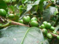 Evaluation of Coffee Sunshine Endebeth Coffee Raw Bean in Kenya AA