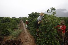 The price of caffeine tea in Yunnan, China collapses, 