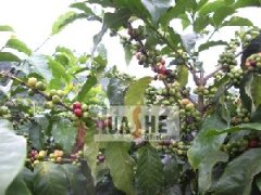 High-quality beans from Yunnan coffee producing areas-- Pu'er Coffee how about Yunnan Coffee in China?