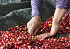 Classification of Colombian Coffee the best coffee grade in Colombia-Supremo 18