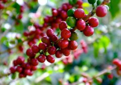 The reason why Colombian coffee is famous in the world: superior natural conditions and unique processing methods.