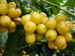 Single producing area Yunnan coffee bean matching skills Italian matching skills, formula records