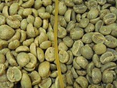 Sumatra's four finest coffees introduce the comparison of aged Java and aged Manning flavors