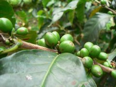 Costa Rican musicians series of coffee bean flavor stories