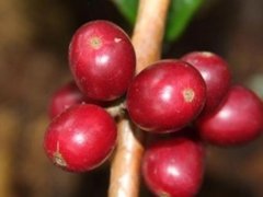 Ethiopian Red Cherry Project (Operation Cherry Red) Red Cherry Coffee Curve