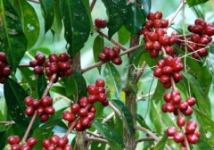 Why did Starbucks choose Antigua coffee beans in Guatemala? The most famous Antigua coffee