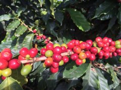 The species form, producing area quality and unique flavor of Colombian coffee