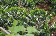 Introduction to the Coffee Flavor characteristics of LOT2 Valley producing area in G1 Dingtu Village, Sidamo, Ethiopia