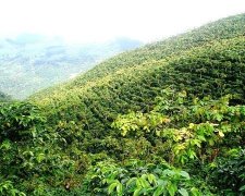 China's most suitable microclimate for coffee cultivation Introduction to coffee cultivation on the environmental needs