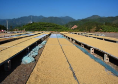 Introduction to the unique flavor of coffee treated by Sumatra Aceh wet planing in Aceh, Sumatra