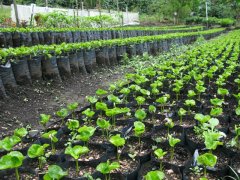 Brazilian Coffee beans in Brazilian Sanders Coffee Flavor Italian matching beans the Origin of the Brazilian COE Competition