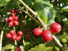 Brazilian coffee bean brand recommends how to make coffee Brazilian coffee bean variety