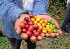 Introduction of Brazilian Coffee Bean varieties Brazilian Syrador bourbon Coffee beans Brazilian Yellow bourbon Coffee