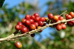 What are the characteristics of Kenyan coffee beans Kenya AA coffee defect rate Kenyan coffee bean roasting