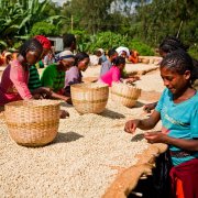 Kenyan coffee grading system Kenyan specialty SL28&34 coffee varieties Kenyan coffee origin