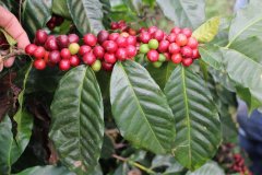 Taste description of Costa Rican Red Honey treated Coffee beans introduction to the characteristics of Costa Rican Lajas Coffee