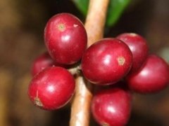 Brewing parameters of coffee beans in Lake Parr, Tianyi Manor, Vivette Nan Fruit producing area, Guatemala