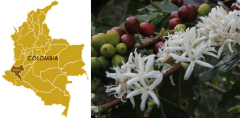 Colombian Cauca Coffee Bean Flavor and Taste of Superior Cup Coffee Bean in Colombian Cauca Province