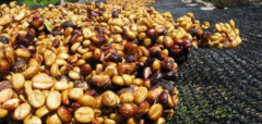 The difference between Costa Rican black honey and red honey and yellow honey hand-washed Costa Rican Tara beads black honey