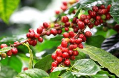 The emergence of Pacamara (Pacamara) Coffee quality Reform in El Salvador