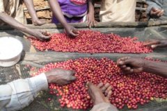 Comparison of coffee flavor between Yega Xuefei and major producing areas the highest grade Kenyan coffee AA++