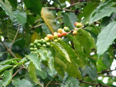 Features of selected Kenyan AA Coffee the most famous producing area of Kenyan boutique coffee-Neri