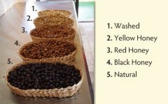 Distinguishing HONEY Flavor characteristics of Red Honey, Yellow Honey and Black Honey in Costa Rican Coffee