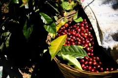 Costa Rican Tara Zhu producing area Coffee processing Coffee from Costa Rica Micro-processing Plant Honey