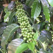 2017 Costa Rican COE champion Costa Rican Red Honey Tobbs Manor Tobosi coffee beans