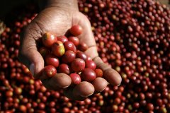 Sunrise Ye Jia Xue Fei Red Cherry Coffee Delicious Red Cherry Plan OCR must be a boutique coffee