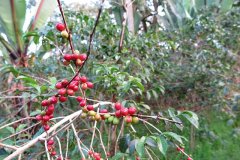 Ethiopia Lim Limu production area washing G1 coffee flavor water how to drink Lim coffee beans