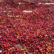 How does oromia wash Sidamo G1 coffee taste? Guji producing area washed Lion King coffee beans.