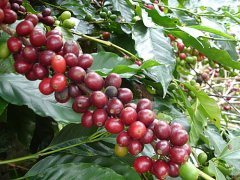 Karotu processing plant-the best Kenyan coffee processing plant Kenya Nyeri coffee flavor description