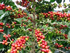 Introduction to the comparative flavor characteristics of coffee from Lim producing area, Sidamo coffee and Yega Chuefei