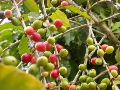 How to make a good manning coffee? what are the special characteristics of manning coffee