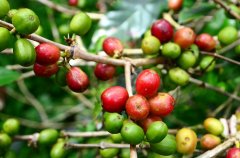 How to drink Guatemala Vivette South Fruit Corner Coffee Manor Coffee varieties and Coffee Flavor