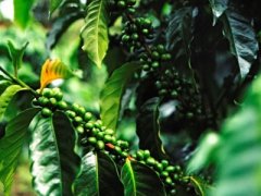How does Guatemalan Vivette Nanguo Coffee taste? how do you drink Guatemalan Coffee?