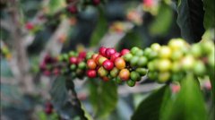 [answer] what happens if there are no beans for coffee? What is meant by raising beans / awakening beans\ ripe? How to raise beans?