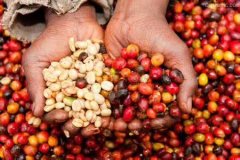 The price of cheap bean variety Robusta coffee has fallen 18% this year, and farmers are reluctant to sell and hoard their goods.