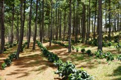 Flavor characteristics of coffee beans in Kaiyong Mountain, a small town in Shaqisuo, Guji, Ethiopia.