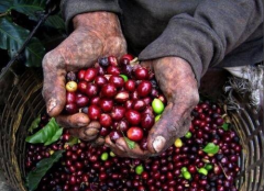 The income of Yunnan farmers is decreasing year by year. The plight of Yunnan small-grain coffee, please cherish every cup of coffee.