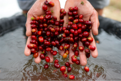 Yunnan Pu'er will hold International Fine Coffee Expo