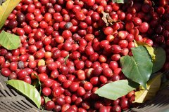 How to make raw coffee beans into cooked beans? Effect of treatment to roasting on the flavor of coffee beans