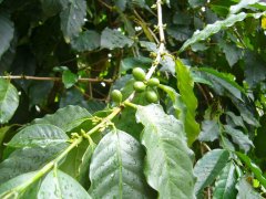 Coffee planting technology: how to make coffee trees grow up quickly? Improve the success rate of planting?