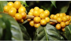 Characteristics of Brazilian Yellow bourbon Coffee made by hand in yellow bourbon Coffee
