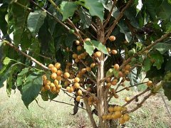 How about Brazilian yellow bourbon coffee variety yellow bourbon coffee origin bourbon coffee?