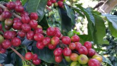 Colombian Huilan Coffee Donald Coffee Flavor description is Colombian Donald Coffee good