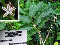 The Revolution of Robusta Robusta Coffee why Robusta Coffee beans are notorious