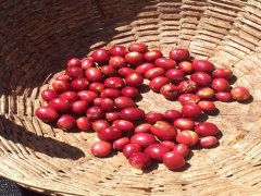 Kenya Nyeri Coffee production area introduces Kenyanieli Coffee production area Manor processing Plant